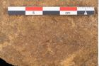 Foto (Detailansicht) von Quercus lonchitoides Ettingshausen (NHMW-GEO-2024-0188-10200)